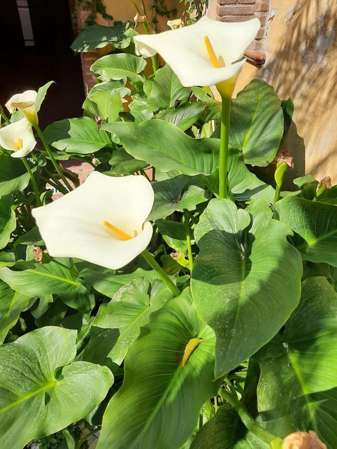 스카파티 Il Giardino Sul Corso 아파트 외부 사진